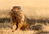 ground squirrel gathering nest material