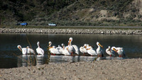 White Pelicans at SunOka Beach Provincial Park