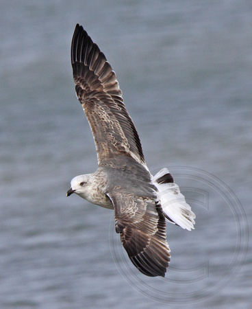 Lesser Black-backed Gull- 2nd cycle showing wing/tail pattern