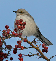 Northern Mockingbird in winter
