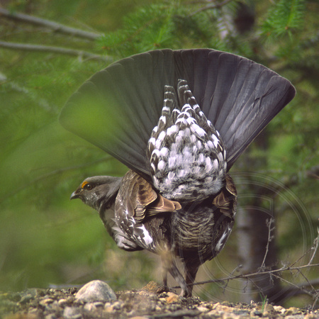 male Dusky Grouse displaying