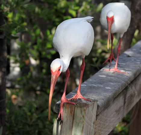 The "moochers" outside the Wild Bird Centre at Key Largo