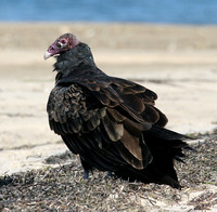 Turkey Vulture (immature?) on the beach