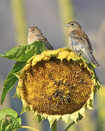 juvenile and adult Lazuli Buntings sharing a sunflower