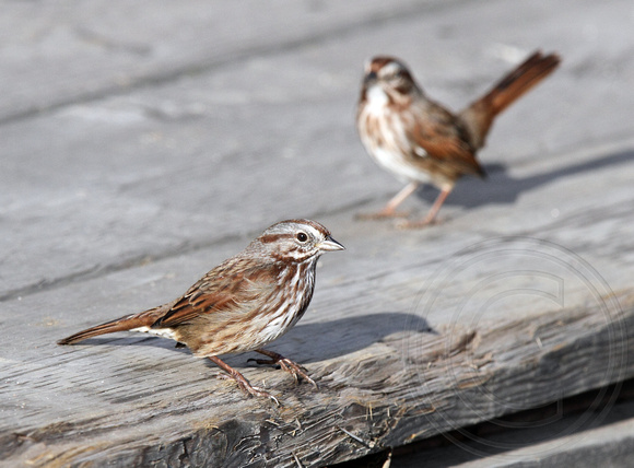 pair of Song Sparrows
