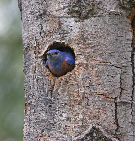 Male Western Bluebird in nest hole