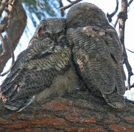 Young Great Horned Owls snuggled together