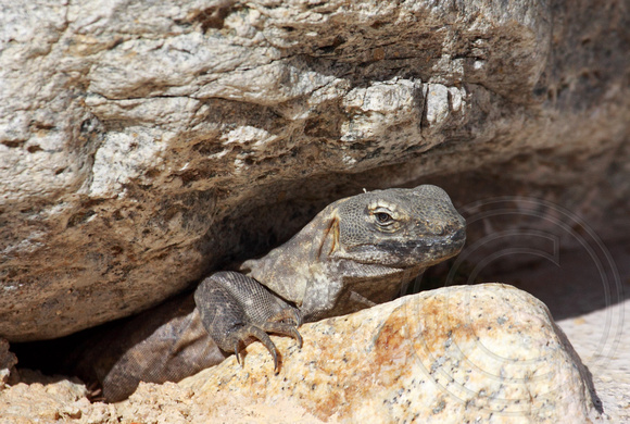 resident lizard at Los Nidos