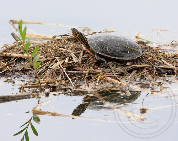 A westen Painted Turtle took up residence on the nest when the family moved on
