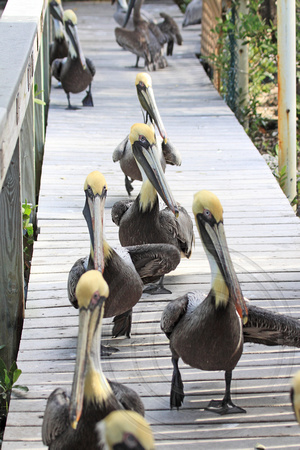 and here come the pelicans!