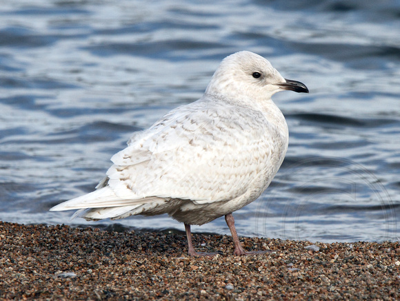 Kumlien's Iceland Gull
