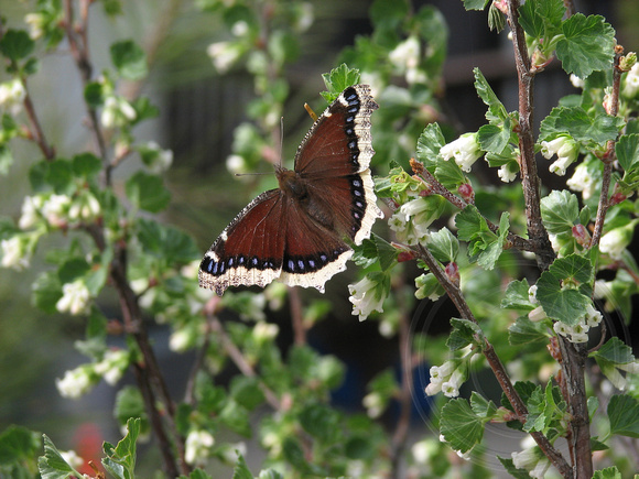 Mourning Cloak on waxy currant