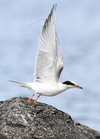 juvenile Common Tern