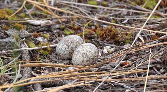 speckled eggs of a Common Nighthawk nest