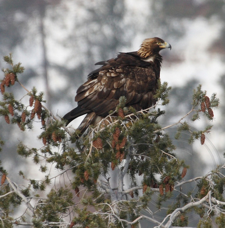 adult Golden Eagle