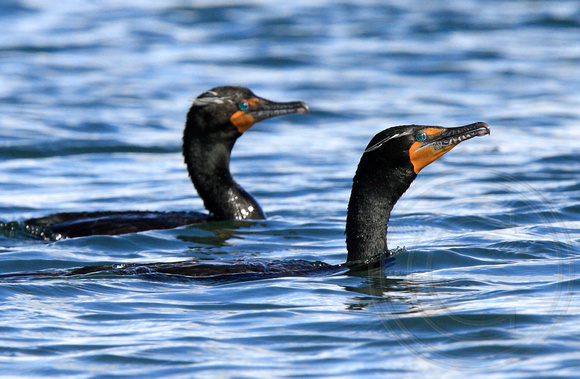 Double-crested Cormorant pair in breeding plumage