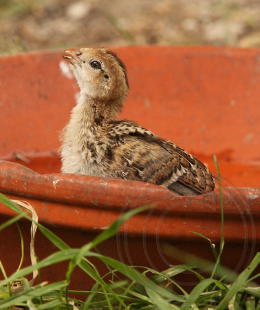 Quail chick taking a drink of water