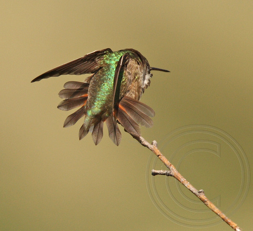 male Calliope Hummer showing off tail feathers (no white)