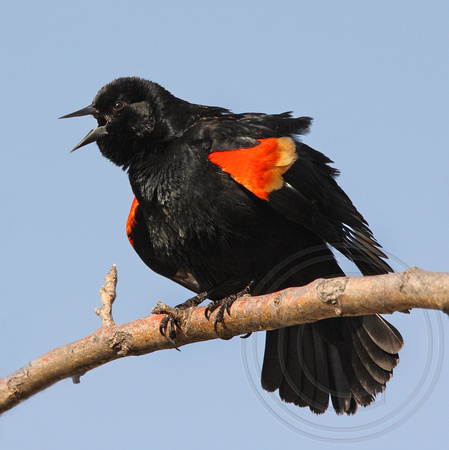 Red-winged Blackbird displaying