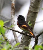 male American Redstart singing