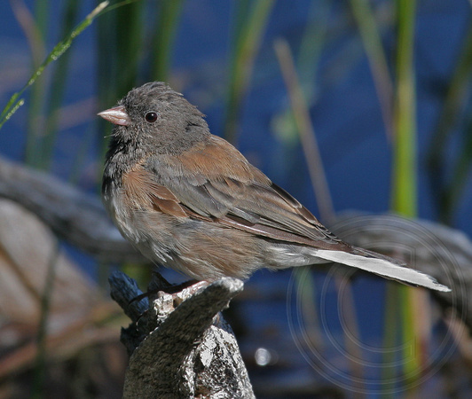 Junco molting feathers