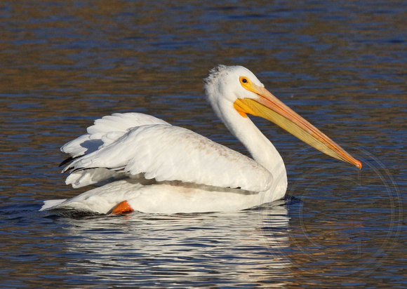 American White Pelican alone in migration