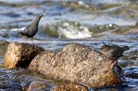 Dippers in winter- breeding faceoff