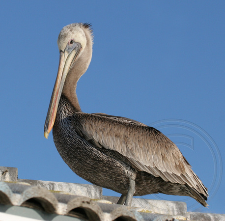 non-breeding Brown Pelican