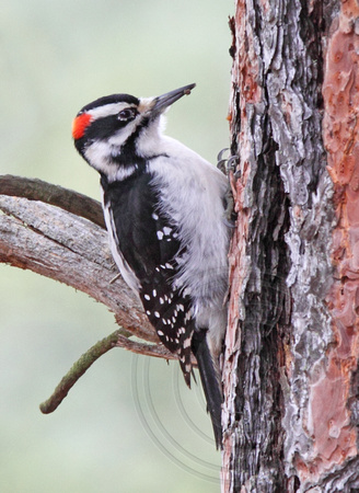 Hairy Woodpecker with tick?