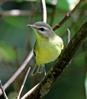 Warblers and Vireos