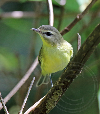 fall Philadelphia Vireo