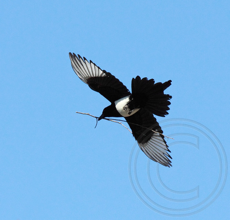 Black-billed Magpie carrying a nest stick