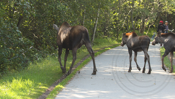 Mother Moose and 2 young with gawking cyclists
