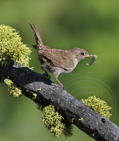 House Wren with a grub for nestlings