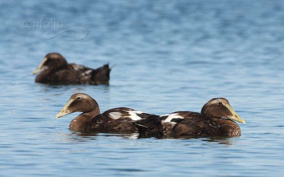 "Joined at the Hip"? a pair of Common Eider