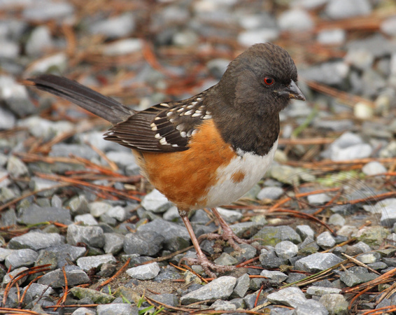 Spotted Towhee with an extra spot