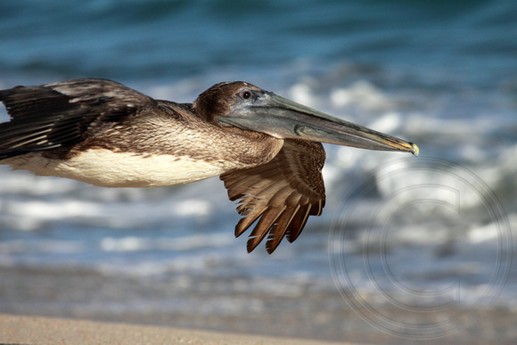 a very close pelican flyby on Chileno beach