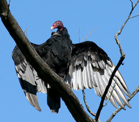 turkey Vulture with wings spread