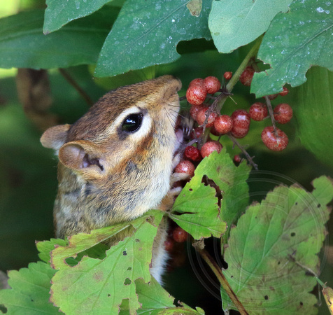 Chippie eating berries from False Solomon's Seal