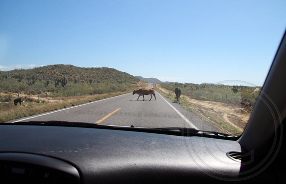 Beware of cows on the road to Todos Santos