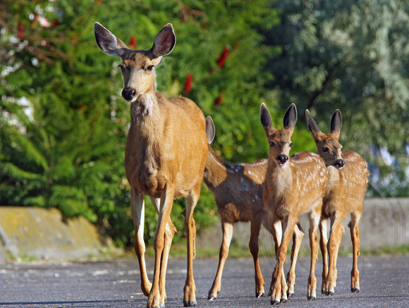 Mother Mulie and three Fawns at the marina