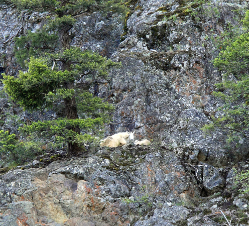 Mountain Goat with newborn