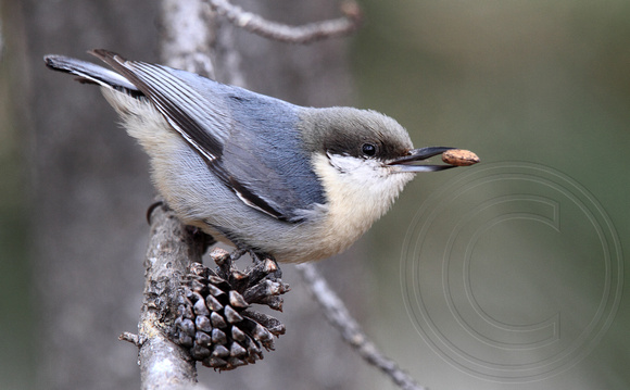 Pygmy Nuthatch with pine seed