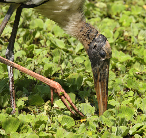Wood Stork tacto feeding