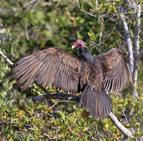 The ubiquitous Turkey Vulture