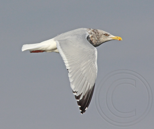 winter Herring Gull in flight