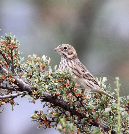 Vesper Sparrow in antelope brush