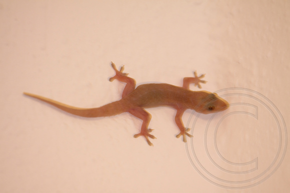 bathroom gecko