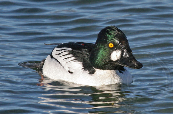 male Common goldeneye- front view