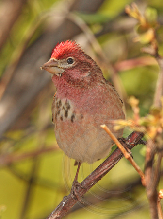 male Cassin's Finch with partial female streaking